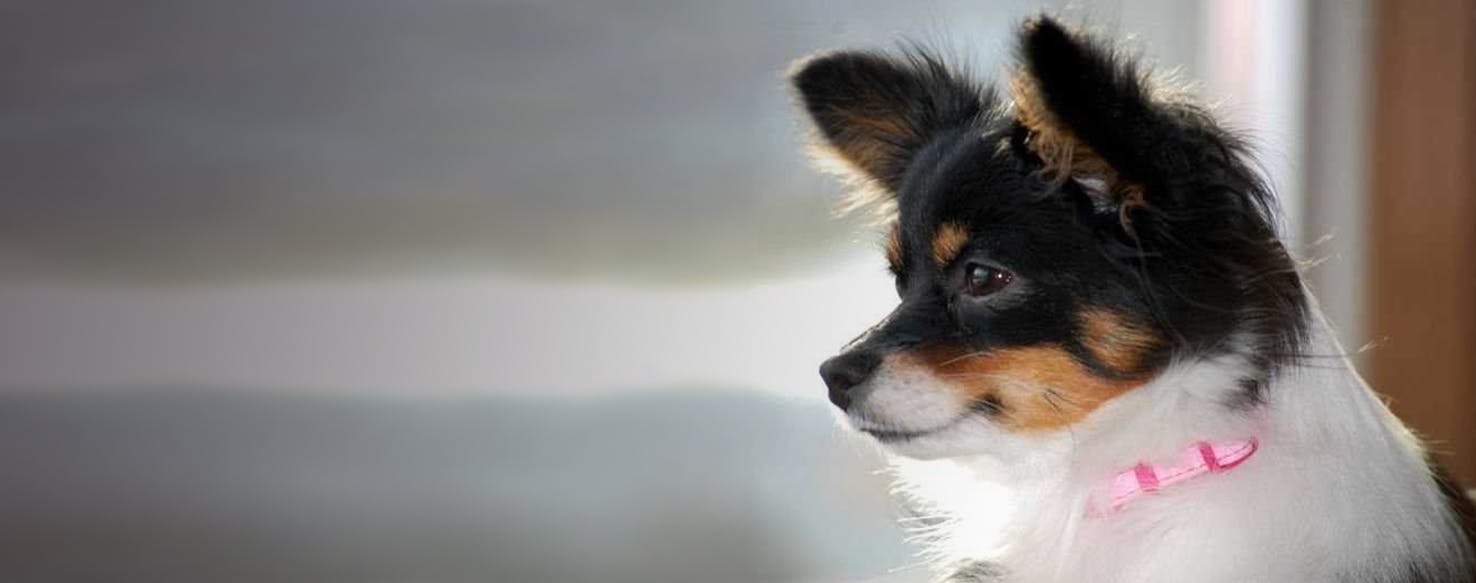 Fox terrier 2024 papillon mix